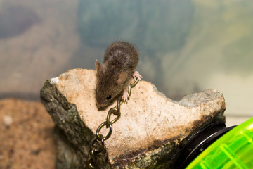 Mouse on a rock with a chain
