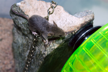 Mouse on a rock with a chain