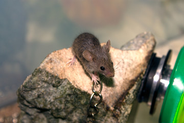Mouse on a rock with a chain