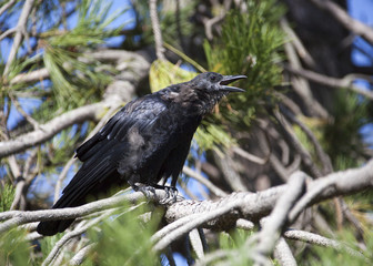 Vancouver's City Crow