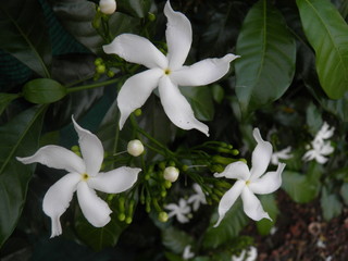 white flowers 