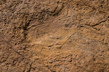 Dinosaur footprints on stone