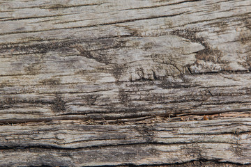Dry wood texture with cracks, background