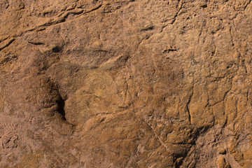 Dinosaur footprints on stone