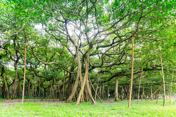 The Great Banyan is a banyan tree (Ficus benghalensis) located in Acharya Jagadish Chandra Bose Indian Botanic Garden, Howrah, near Kolkata, , West Bengal, India. More than 250 years old.