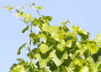 branch of grapes on a background of blue sky