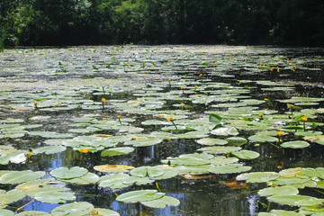Lake with yellow water flowers 