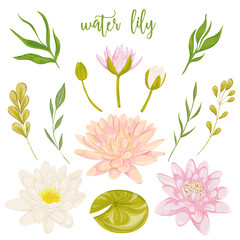 Water lily set. Collection floral decorative design elements for wedding invitations and birthday cards. Flowers, leaves and buds. Vintage hand drawn vector illustration in watercolor style.
