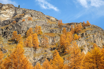 Autumn colors larches trees on the mountain rocks, mountain landscape, Aosta Valley, italian alps, Italy