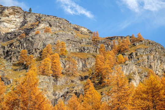 Autumn colors larches trees on the mountain rocks, mountain landscape, Aosta Valley, italian alps, Italy © Codegoni Daniele