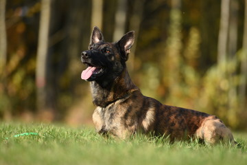 Belgischer Schäferhund