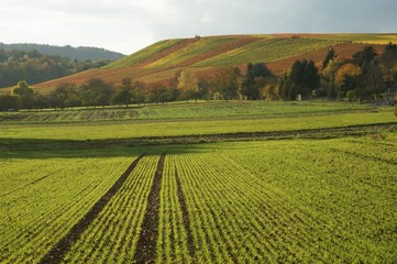 Fototapeta na wymiar Herbst in den Weinbergen