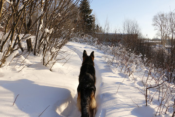 German shepherd dog on snow in winter day