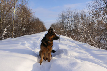 German shepherd dog on snow in winter day