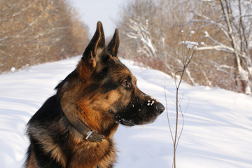 Dog german shepherd in a winter day