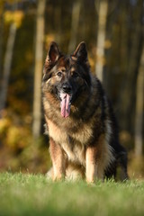 Deutscher Schäferhund