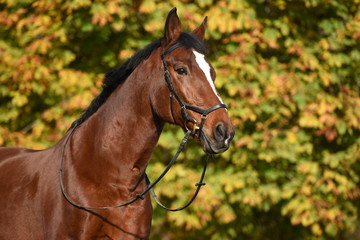 Fototapeta premium Pferdeportrait