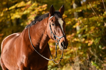 Obraz premium Pferdeportrait