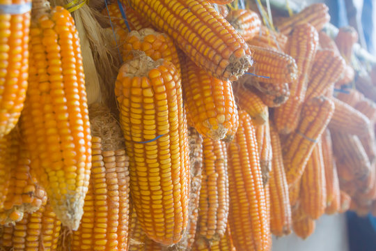 maize corn,Corn Post Harvest