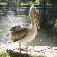Pelican in nature