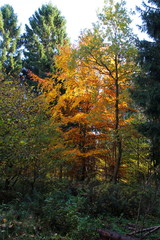 Beautiful wood stand out in nice colors