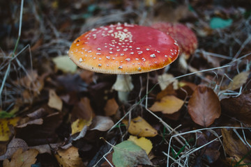 Toadstool