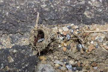 Leafcutter ants in the road