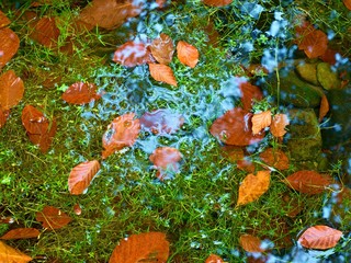 Algae with caught fallen  leaves  on basalt gravel in mirrored mountain stream.