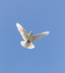 white dove on a blue sky