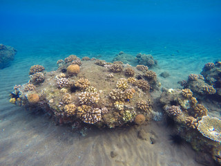 Colorful sea life. Tropical seaside with reflections. Snorkeling photo.