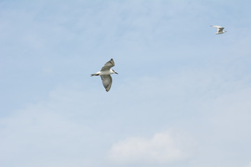 The amazing scene,The bird flying on the sea with the shadows on white sea at Mouth of bangpakong river in Chachengsao Provice east of Thailand.