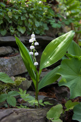 Maiglöckchen im Naturgarten
