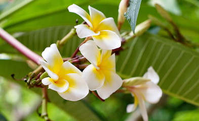bouquet of blooming white Plumeria or Frangipani flowers on trop