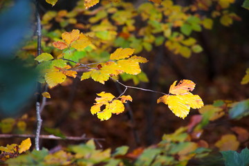 Blade captured in the sun in November