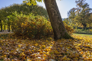 Plakat Autumn Maple Trees
