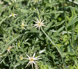 Fototapeta premium prickly plant in nature