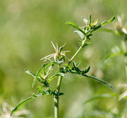 Obraz premium prickly plant in nature