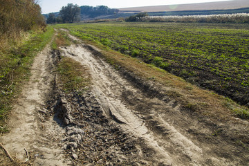 Obraz premium country road in the countryside