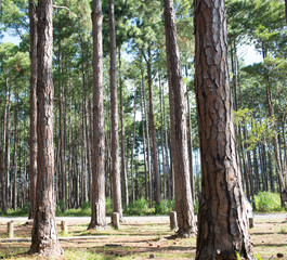 Bosque de árboles en Brasil