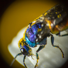 Close photo of  cuckoo wasps or emerald wasps.