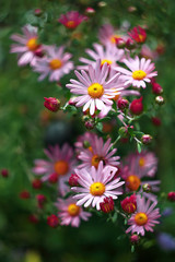 a pink daisies