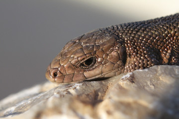 Closeup of alert lizard basking on stone (Zootoca Vivipara)