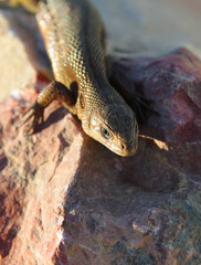 Closeup of alert lizard basking on stone (Zootoca Vivipara)