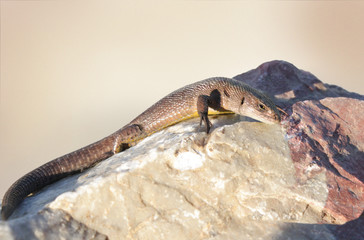 Viviparous Lizard on the stone