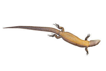 Lizard lying paunch up isolated on white background (Zootoca Vivipara)