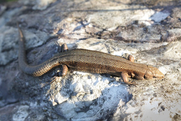 Viviparous Lizard on the stone