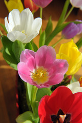 Tulipani - Tulipano rosa