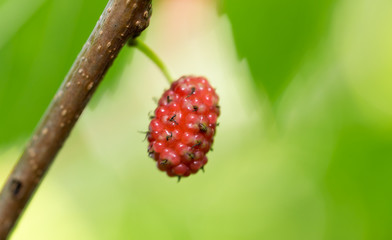 mulberry berry on the tree in nature