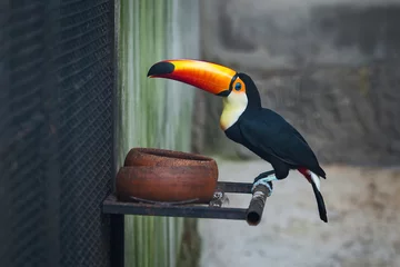 Papier Peint photo Lavable Toucan toucan toco