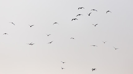 a flock of seagulls in the sky at sunset